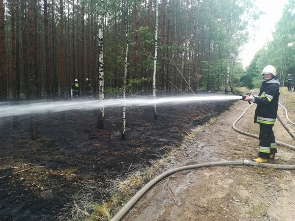 Pożar poszycia leśnego (FOTO)